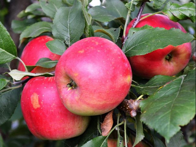 Яблоня ауксис — правила выращивания