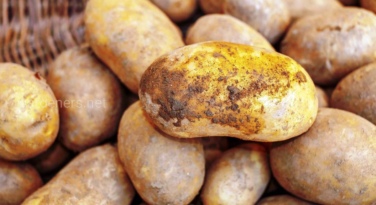 Сроки созревания картофеля от посадки до сбора урожая