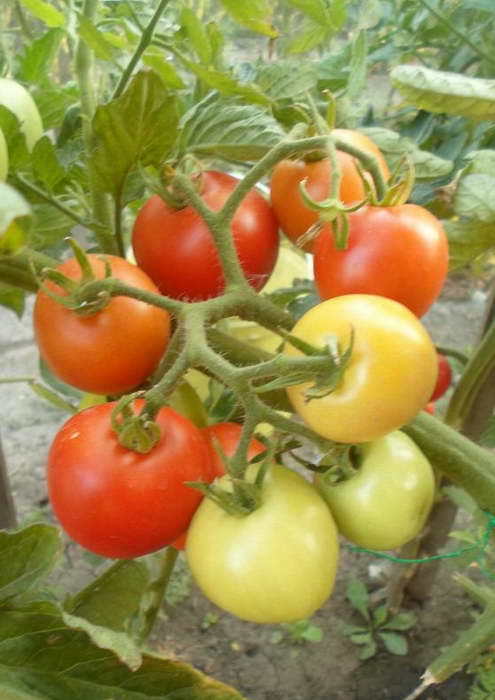 Выращивание томата денежный мешок