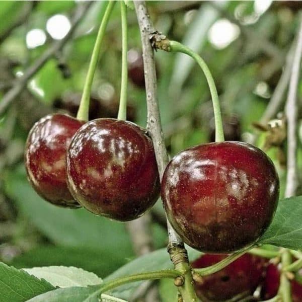 Описание морозостойких, урожайных и низкорослых самоплодных сортов вишни