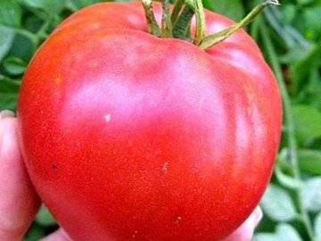 Гибрид томата «ля ля фа f1»: фото, отзывы, описание, характеристика, урожайность