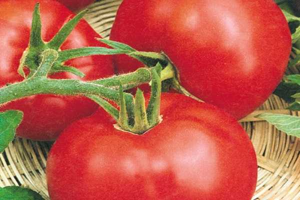 Описание сорта томата пани яна, его характеристика и урожайность