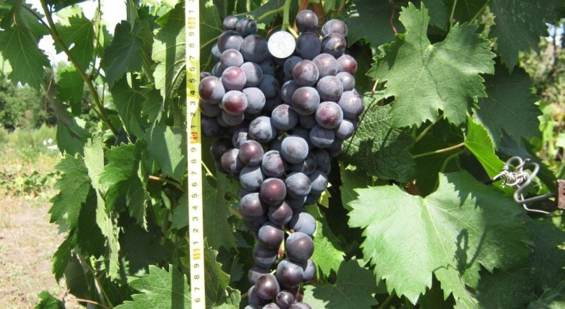 Отзывы о винограде «страшенский» — описание сорта