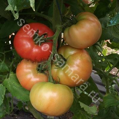 Для выращивания на севере подойдет томат «суперприз f1»: описание и урожайность сорта