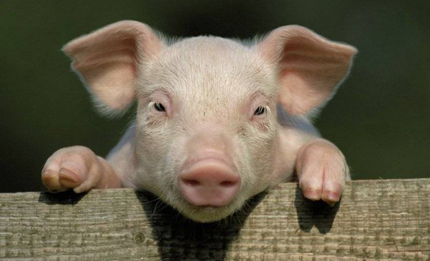 Корм для свиней purina: особенности выбора и применения