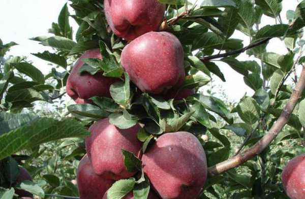 Характеристики и описание сорта яблонь Соковое-3, устойчивость к заболеваниям