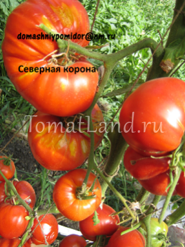 Незаменимый сорт для холодных климатических условий — томат северная красавица: описание помидоров и характеристики