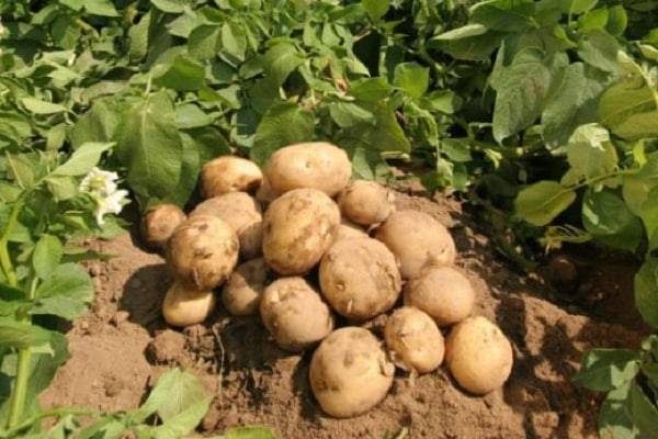 5 секретов высокого урожая картофеля