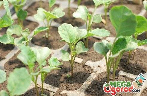 Правила выращивания цветной капусты в открытом грунте и в теплице