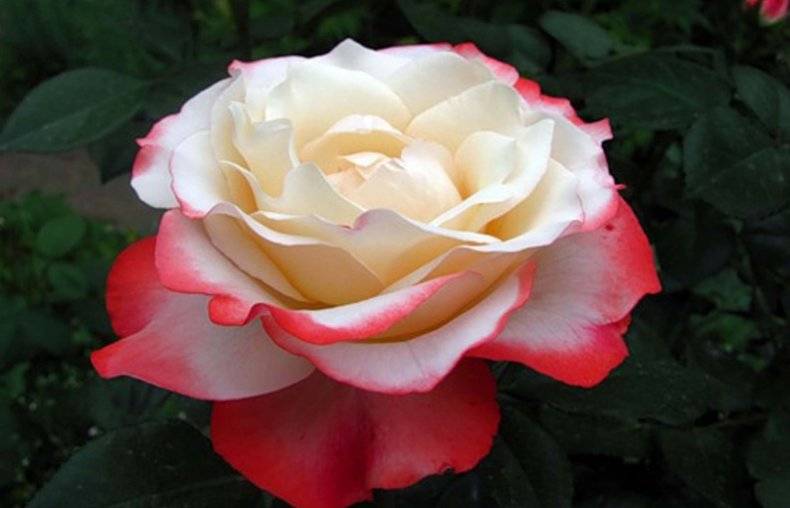 Описание и выращивание розы керио