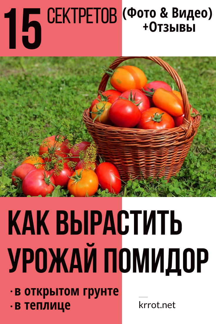 Технология выращивания помидоров в теплицах из поликарбоната: секреты и советы высокой урожайности, фото