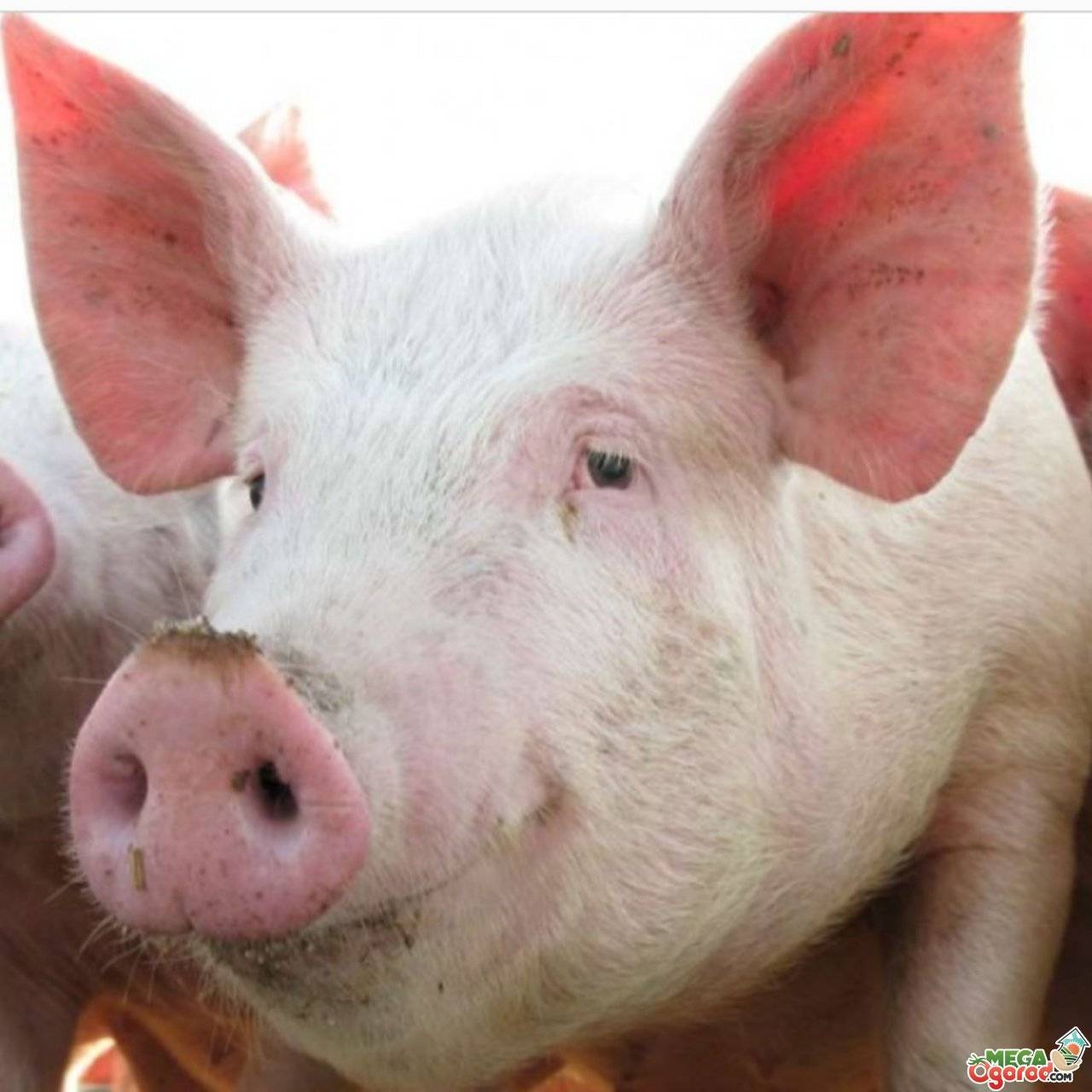 Статьи по кормлению свиней на piginfo  | кормовые добавки и стимуляторы роста для свиней