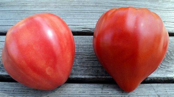 Советы опытных садоводов по выращиванию томата «розовое сердце»