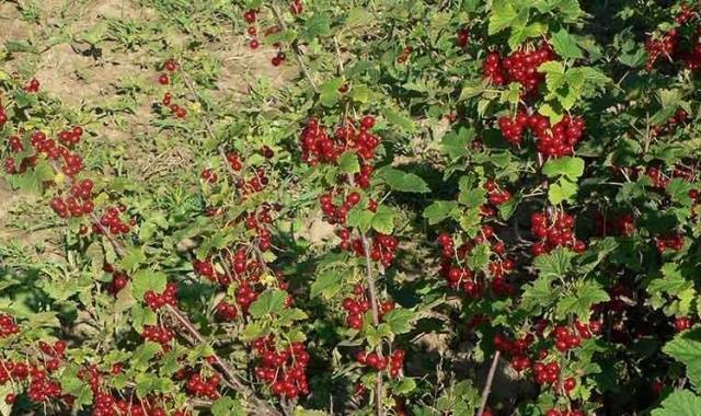 Красная смородина джонкер ван тетс – описание сорта, особенности, правила выращивания и ухода