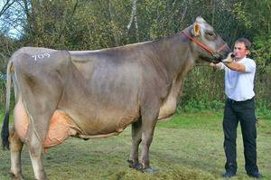 Швицкая порода коров: плюсы и минусы