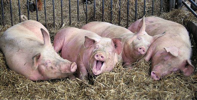 Сколько комбикорма съедает свинья в день