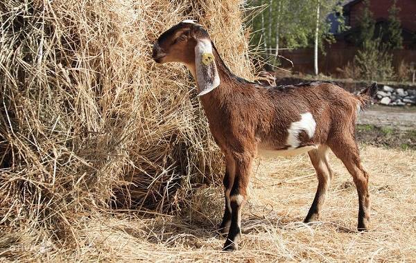 Камерунские козы: производительность и рекомендации по содержанию