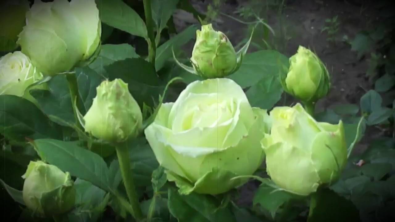 Розы флорибунда: посадка и уход для новичков