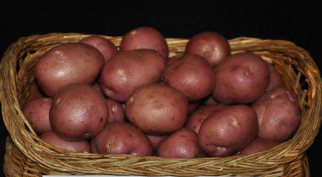 Сорт картофеля адретта: описание, характеристика, фото