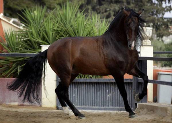 Тракененские лошади: особенности внешнего вида, характера и содержания породы