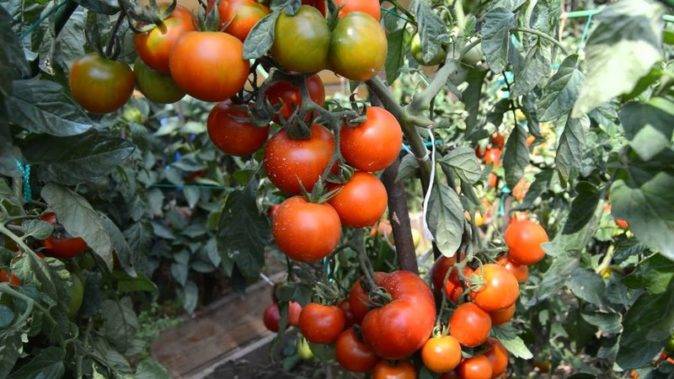 Интересные особенности томатов сорта видимо-невидимо
