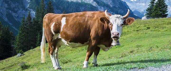 Глисты у коров и как от них избавиться
