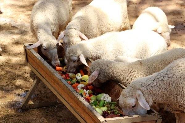 Нагул и откорм овец