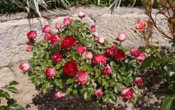 5 стилей оформления цветника из роз которые поражают своей красотой