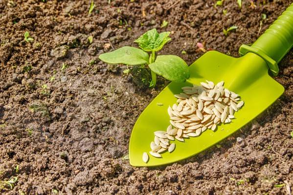 Как вырастить небывалый урожай огурцов – 9 проверенных советов
