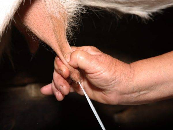 Виды кормушек для коз и как сделать своими руками, инструкции и чертежи