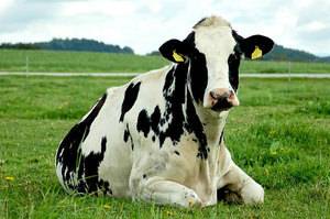 Преимущества черно-пестрой породы коров, правила содержания и особенности рациона