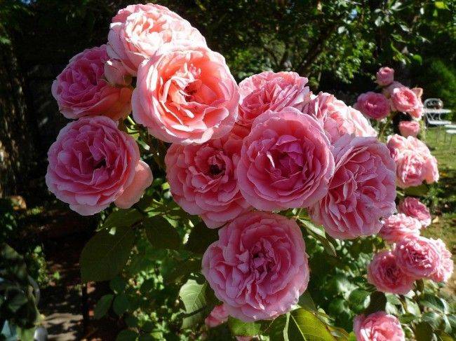 Описание розы никколо паганини, правильная посадка и уход