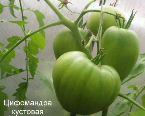 Необычный томат «цифомандра» к вашему столу: описание сорта, достоинства и особенности выращивания