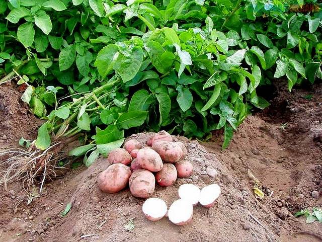 Как вырастить большой урожай картошки: летом — уход, зимой — сытый живот