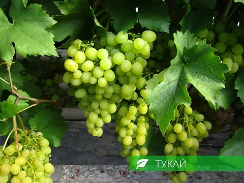 Жемчуг саба — столовые сорта винограда