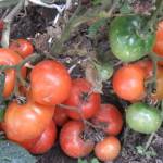 Характеристика томата африканская лиана, разновидности и выращивание сорта