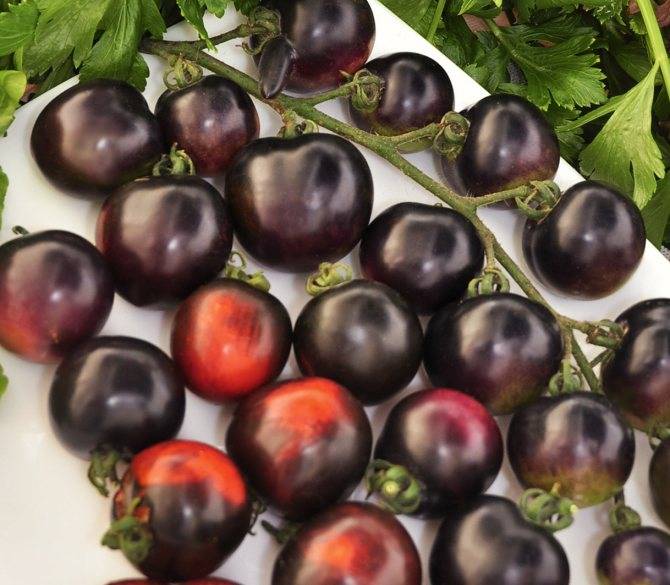 Сорта томатов: черная гроздь