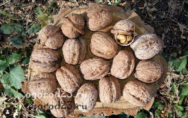 В копилку огородникам: описание сорта грецкого ореха «астаховский» и рекомендации по выращиванию