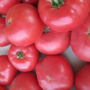 Гибрид кукла f1 – лучший ранний помидор для салатов
