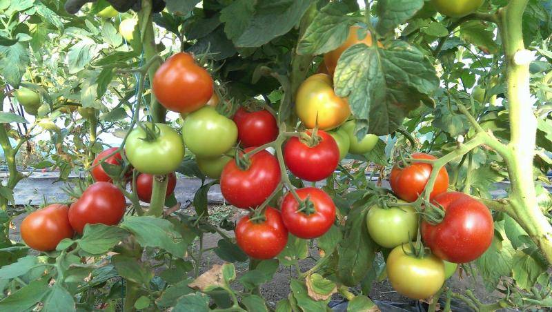 Характеристика и описание сорта томата ляна, его урожайность
