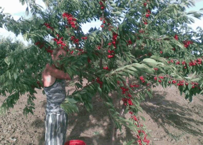 Устойчивая и урожайная черешня валерий чкалов: описание сорта и особенности его выращивания