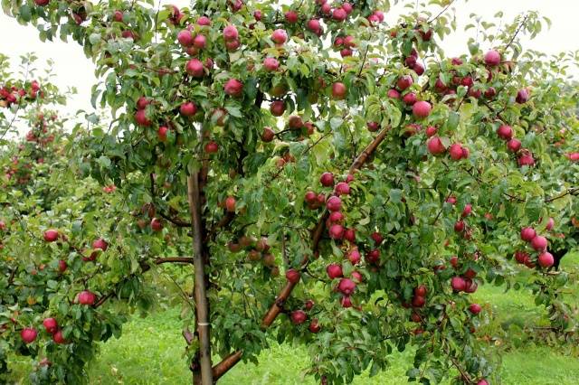 Обзор лучших сортов яблонь с фото и описанием