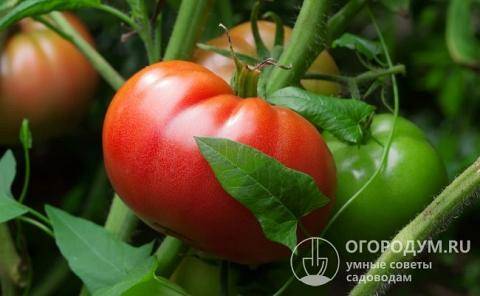 Красота на ваших грядках — томат «золотая королева»: описание сорта, фото