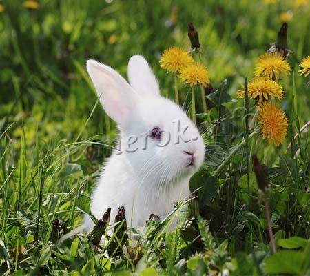 Можно ли кроликам давать кабачки — разъясняем по порядку