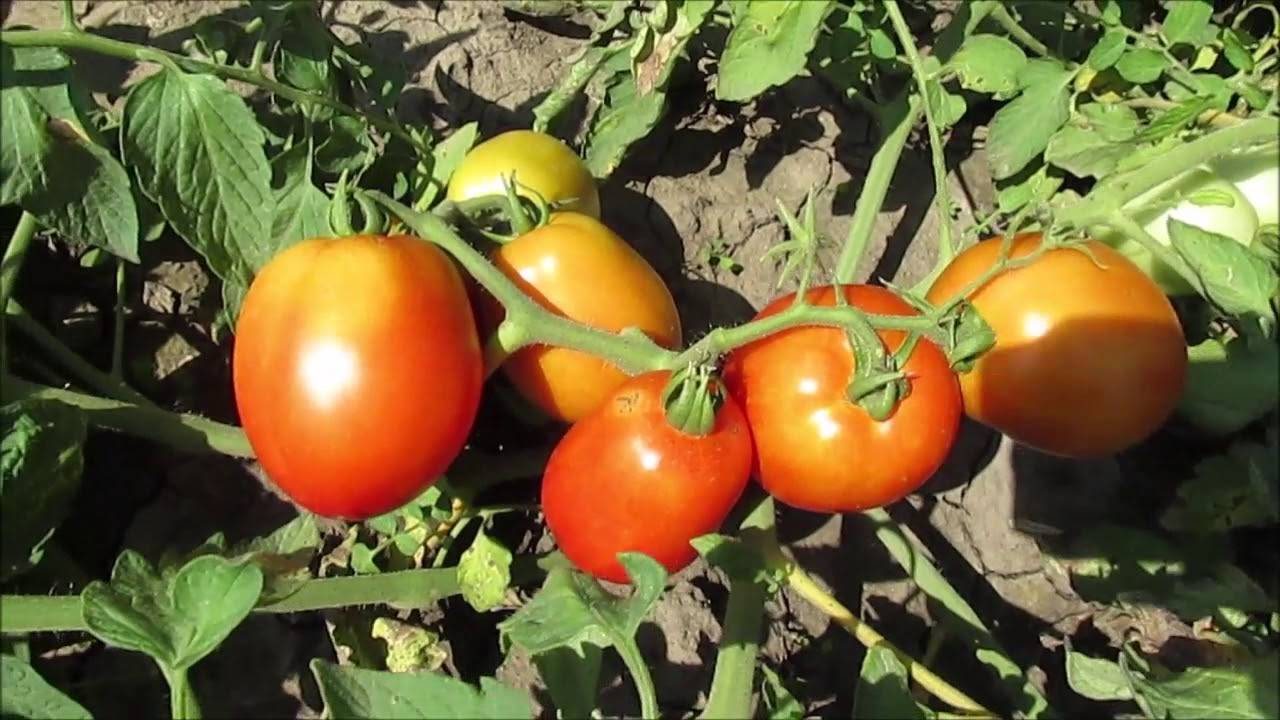Дамские пальчики — только не виноград, а томаты