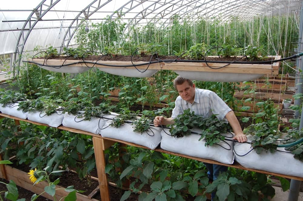 Выращиваем клубнику по голландской технологии круглый год: самые актуальные способы