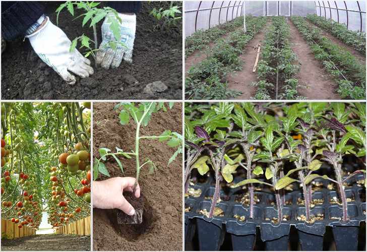 Сроки высадки рассады помидоров в теплице