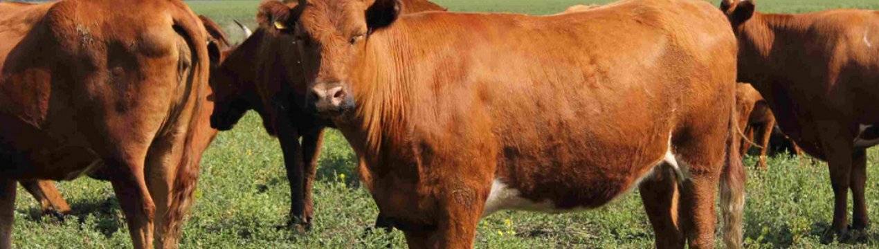 Красные степные коровы — молочная ферма на четырех ногах