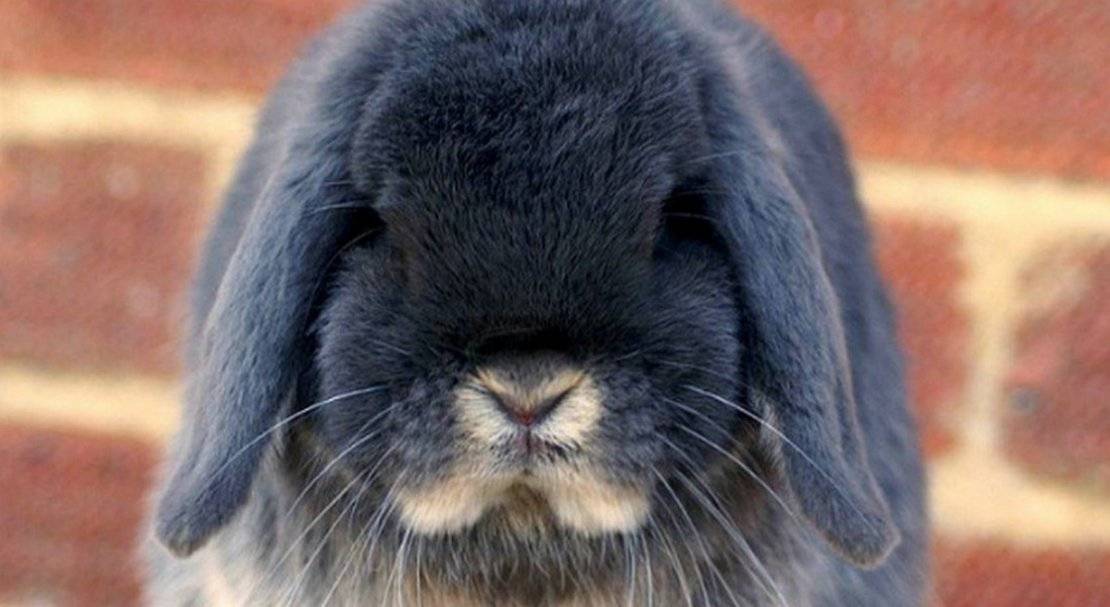 Особенности породы кроликов вислоухий баран