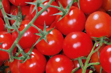 Фото, видео, отзывы, описание, характеристика, урожайность сорта томата «зимняя вишня»